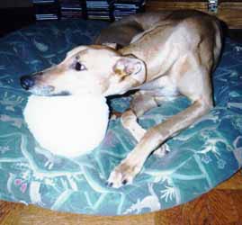 Picture of Basbeaux resting
head on ball