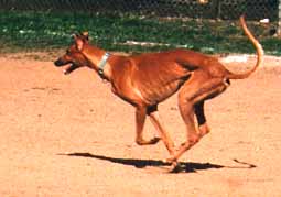 Picture of Basbeaux running