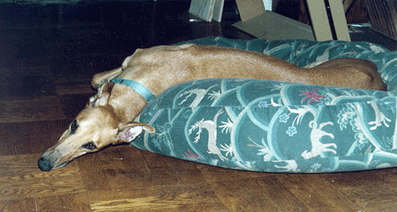 Picture of Basbeaux draped over his nest in an S shape, his head on
the floor