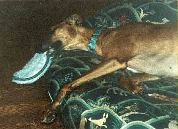 Picture of Basbeaux asleep, with fuzzy frisbee hanging out of his
mouth