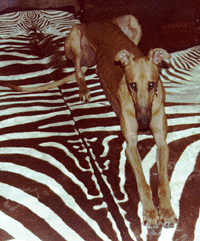 Picture of Basbeaux lying on Zebra-skin rug