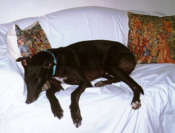 Picture of Odo sleeping on couch