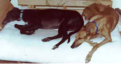 Picture of Odo and Basbeaux sleeping on couch